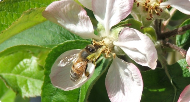 Honey bee visiting an apple flower