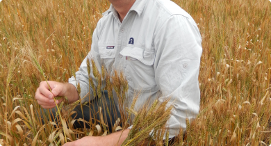 Research officer Ben Biddulph standing amongst a wheat crop