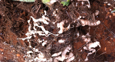 The roots of a broccoli plant which are swollen and distorted due to infection by the fungus which causes clubroot.