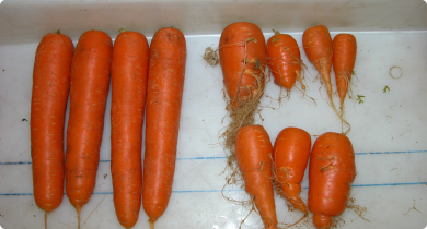 Carrots grown in nematode infected soil with (left) and without Telone treatment 
