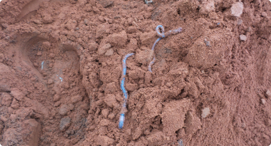 Earthworms in red loamy soil
