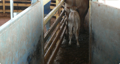 Cow leading her calf through a raceway.