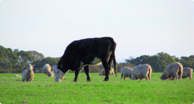 Cow and sheep grazing in paddock