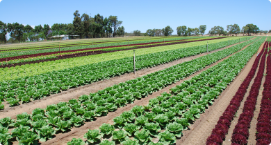Different types of lettuce crops being grown in rows.