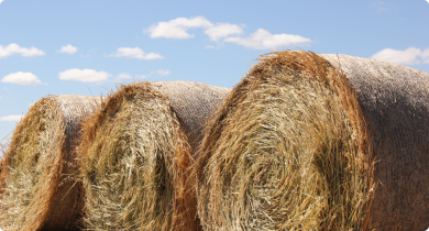 Large round hay bales