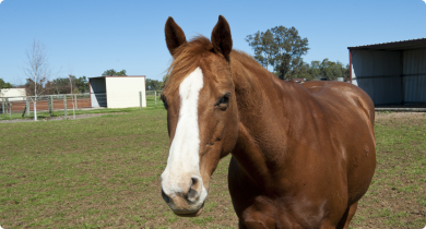 brown and white horse standing in a paddock