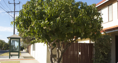 Mango trees growing in suburban Perth can bear well.