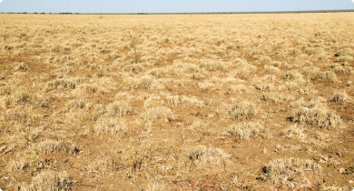 Mitchell grass plains pasture in the Inverway land system