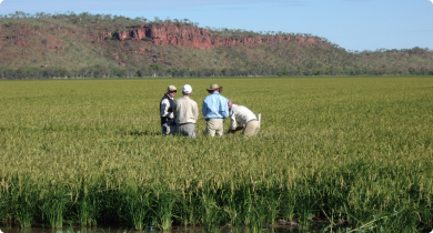 Commercial Rice grown in the Ord River Irrigation Area