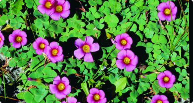 Purple flowers and green vegetation of a weed species Oxalis purpurea
