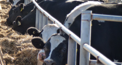Dairy cows eating a mixed ration in a feed trough