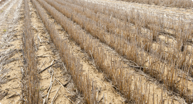 Standing cereal stubble in a paddock over summer 