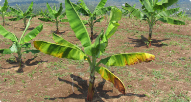 A young banana plant with yellowing leaves, a symptom of Panama disease.