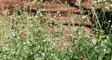 Parthenium weed flowers