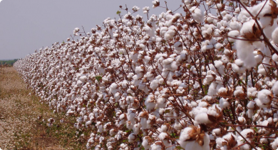 Cotton grown in the ORIA