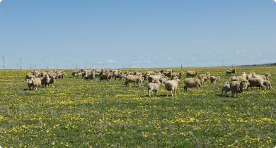 Sheep grazing on pasture
