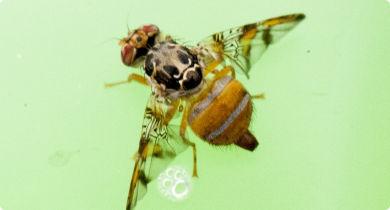 Mediterranean fruit fly 