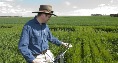 Dr Ben Biddulph at the frost research trial taking observations with crop monitoring equipment