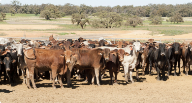 More than 40 red, brown and grey cattle standing alongside each other in a yard with several green trees in the background.