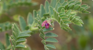 Close-up of a desi chickpea plant with pinkish purple flower highlighted in the centre