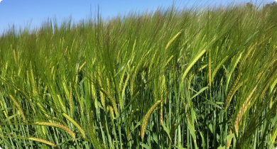 A picture of Barley in the field in Dandaragan