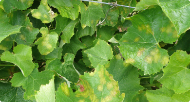 Grapevine showing multiple leaves infected with multiple downy mildew oilspots