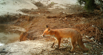 A picture of a fox captured by sensor cameras