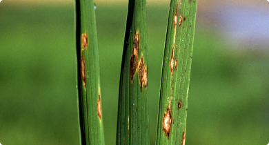 Rice blast symptoms on leaves