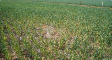 Wheat crop infected with Wheat streak mosiac virus