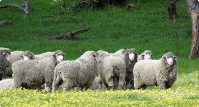 Sheep grazing green pastures in warm times of the year may be at risk of haemonchosis.