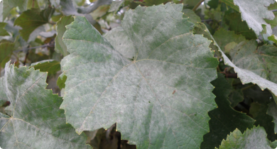 Grapevine leaf with covering of ash-grey mildew