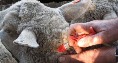 Vaccination of a sheep high on the neck behind the ear.