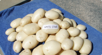 Washed tubers of White Star showing smooth cream skin
