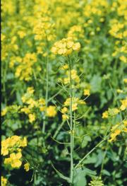 Canola