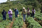 Indonesian extension officers receive training in monitoring for insect pests of potato crops