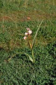 two leaf cape tulip