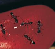 Black argentine ants on a red background seen under a microscope