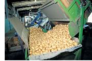 Potato harvest being unloaded at a packing facility.