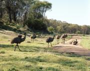 Eight emus in various positions on a green paddock.