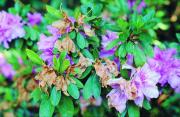 Azalea bush with pink flowers which are turning brown on the edges.