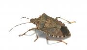 Adult brown marmorated stink bug