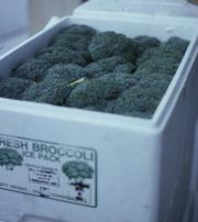 Broccoli packed in a polystyrene box