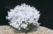 Plume smokebush, Conospermum incurvum