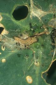 Stripped cabbage heart caterpillar larvae tunnel into the growing tip and when young plants are attacked, they wilt and die