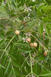 Foliage with star shaped pale lilac flowers and yellow berries.