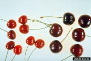 Cultivar Lambert cherries with Little cherry disease symptoms (left) and healthy fruit (right)