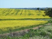 linear green patterns of delayed canola flowering caused by compaction from cropping traffic 