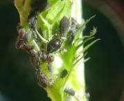 Cowpea aphid feeding on lupin stem. Cow pea aphids are dark in colour.
