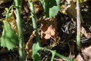 Sclerotinia stem rot infection on canola stem 