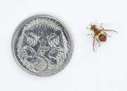 Queensland fruit fly (Qfly) next to an Australian 5c coin